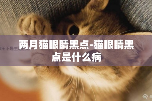 兩月貓眼睛黑點-貓眼睛黑點是什么病