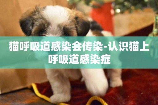 貓呼吸道感染會傳染-認識貓上呼吸道感染癥