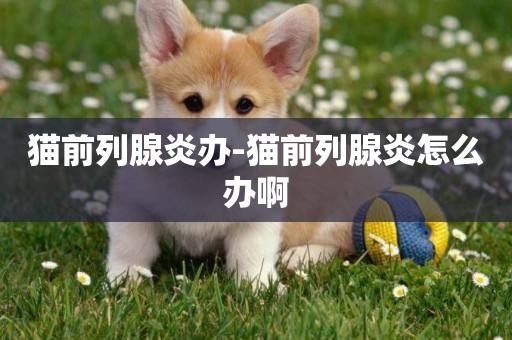 貓前列腺炎辦-貓前列腺炎怎么辦啊