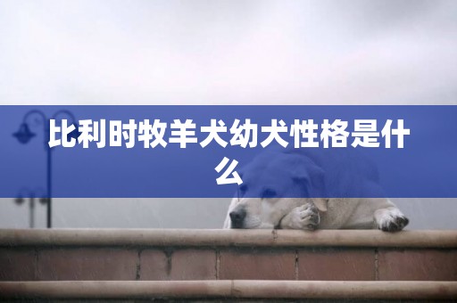 比利時牧羊犬幼犬性格是什么