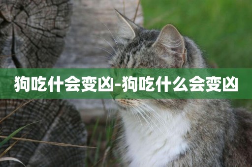 狗吃什會變兇-狗吃什么會變兇