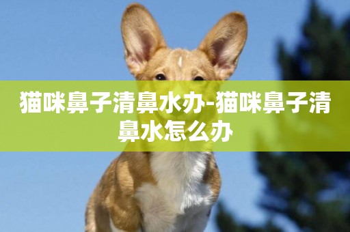 貓咪鼻子清鼻水辦-貓咪鼻子清鼻水怎么辦