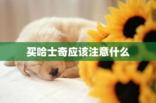 買哈士奇應該注意什么