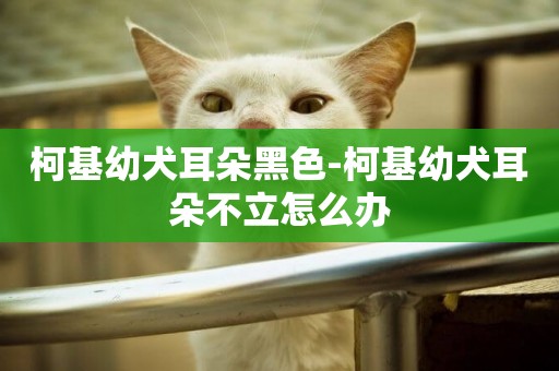 柯基幼犬耳朵黑色-柯基幼犬耳朵不立怎么辦