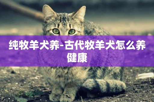 純牧羊犬養-古代牧羊犬怎么養健康