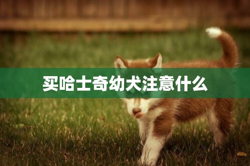 買哈士奇幼犬注意什么