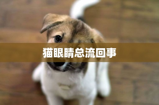 貓眼睛總流回事