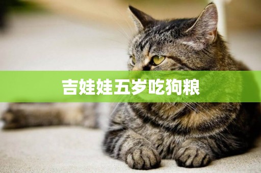吉娃娃五歲吃狗糧