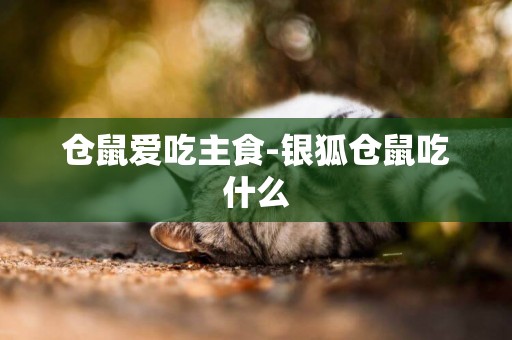 倉鼠愛吃主食-銀狐倉鼠吃什么