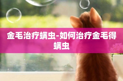 金毛治療螨蟲-如何治療金毛得螨蟲