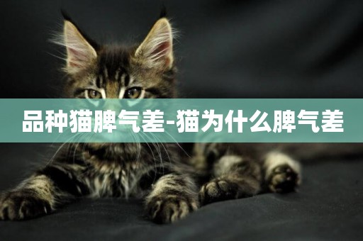 品種貓脾氣差-貓為什么脾氣差