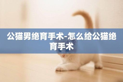 公貓男絕育手術-怎么給公貓絕育手術
