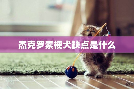 杰克羅素梗犬缺點是什么