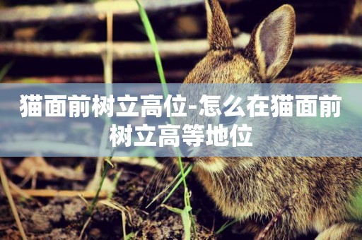貓面前樹立高位-怎么在貓面前樹立高等地位