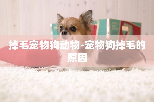 掉毛寵物狗動物-寵物狗掉毛的原因