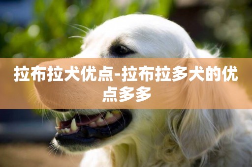 拉布拉犬優點-拉布拉多犬的優點多多