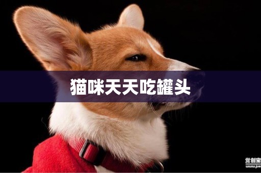 貓咪天天吃罐頭