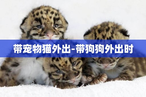 帶寵物貓外出-帶狗狗外出時