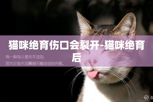 貓咪絕育傷口會裂開-貓咪絕育后