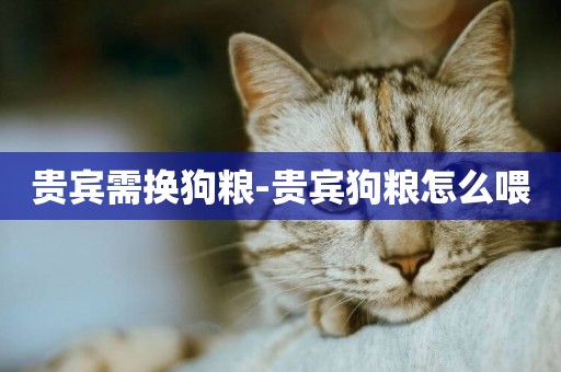 貴賓需換狗糧-貴賓狗糧怎么喂