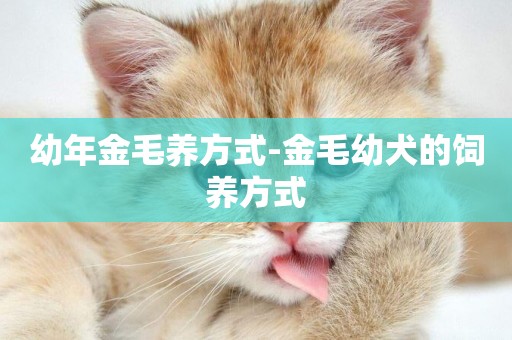 幼年金毛養方式-金毛幼犬的飼養方式