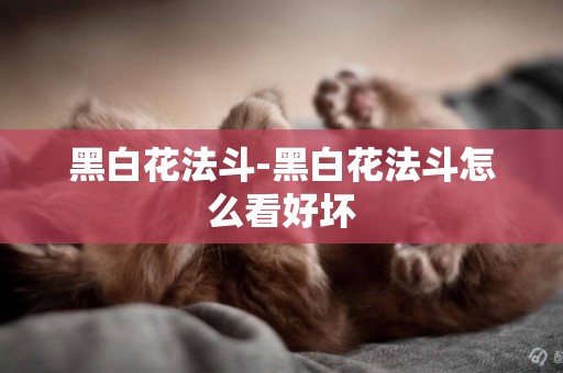 黑白花法斗-黑白花法斗怎么看好壞