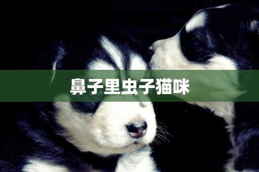 鼻子里蟲子貓咪