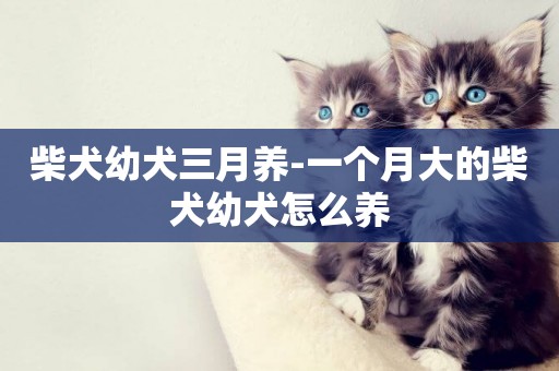 柴犬幼犬三月養-一個月大的柴犬幼犬怎么養