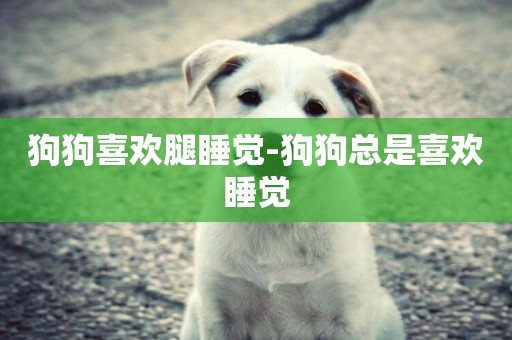 狗狗喜歡腿睡覺-狗狗總是喜歡睡覺