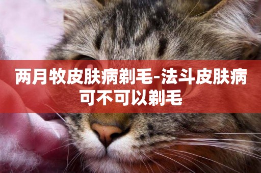 兩月牧皮膚病剃毛-法斗皮膚病可不可以剃毛