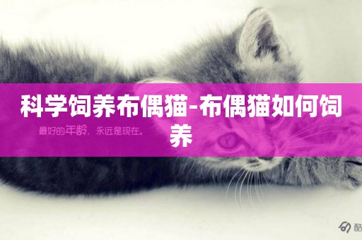 科學飼養布偶貓-布偶貓如何飼養