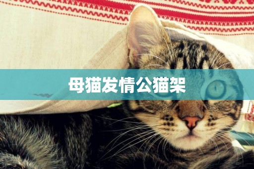 母貓發情公貓架