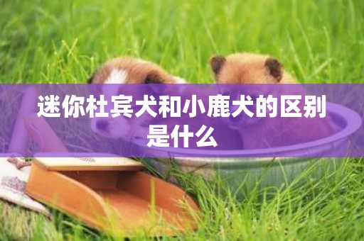 迷你杜賓犬和小鹿犬的區別是什么