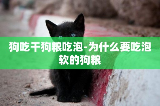 狗吃干狗糧吃泡-為什么要吃泡軟的狗糧