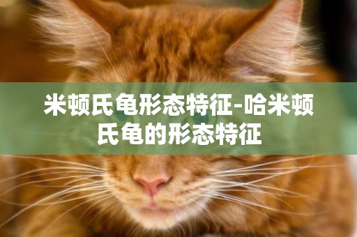 米頓氏龜形態特征-哈米頓氏龜的形態特征