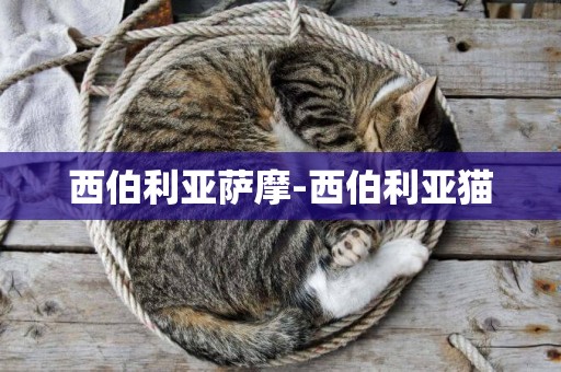 西伯利亞薩摩-西伯利亞貓