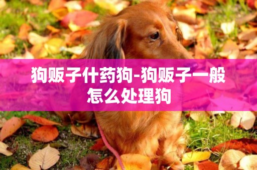 狗販子什藥狗-狗販子一般怎么處理狗