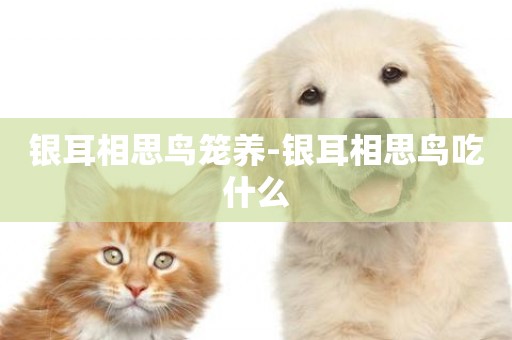 銀耳相思鳥籠養-銀耳相思鳥吃什么