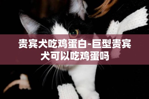 貴賓犬吃雞蛋白-巨型貴賓犬可以吃雞蛋嗎
