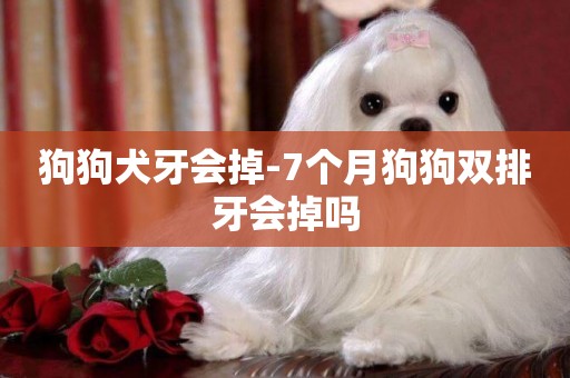 狗狗犬牙會掉-7個月狗狗雙排牙會掉嗎