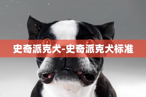 史奇派克犬-史奇派克犬標準