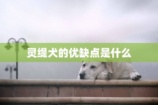 靈緹犬的優缺點是什么