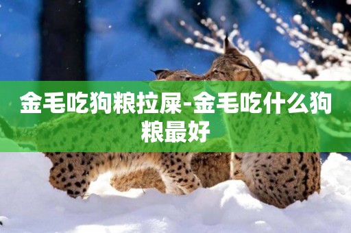 金毛吃狗糧拉屎-金毛吃什么狗糧最好