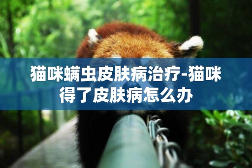 貓咪螨蟲皮膚病治療-貓咪得了皮膚病怎么辦