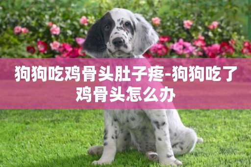 狗狗吃雞骨頭肚子疼-狗狗吃了雞骨頭怎么辦
