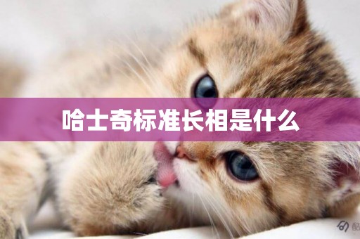哈士奇標準長相是什么