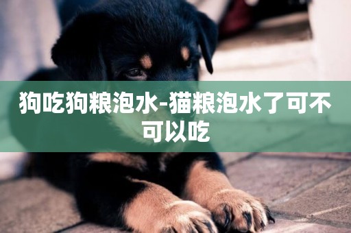 狗吃狗糧泡水-貓糧泡水了可不可以吃