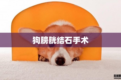 狗膀胱結石手術