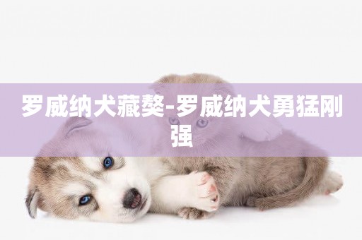 羅威納犬藏獒-羅威納犬勇猛剛強