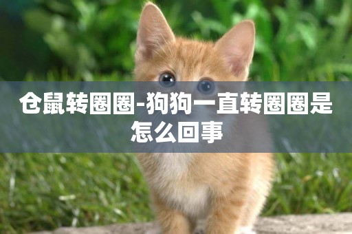 倉鼠轉圈圈-狗狗一直轉圈圈是怎么回事